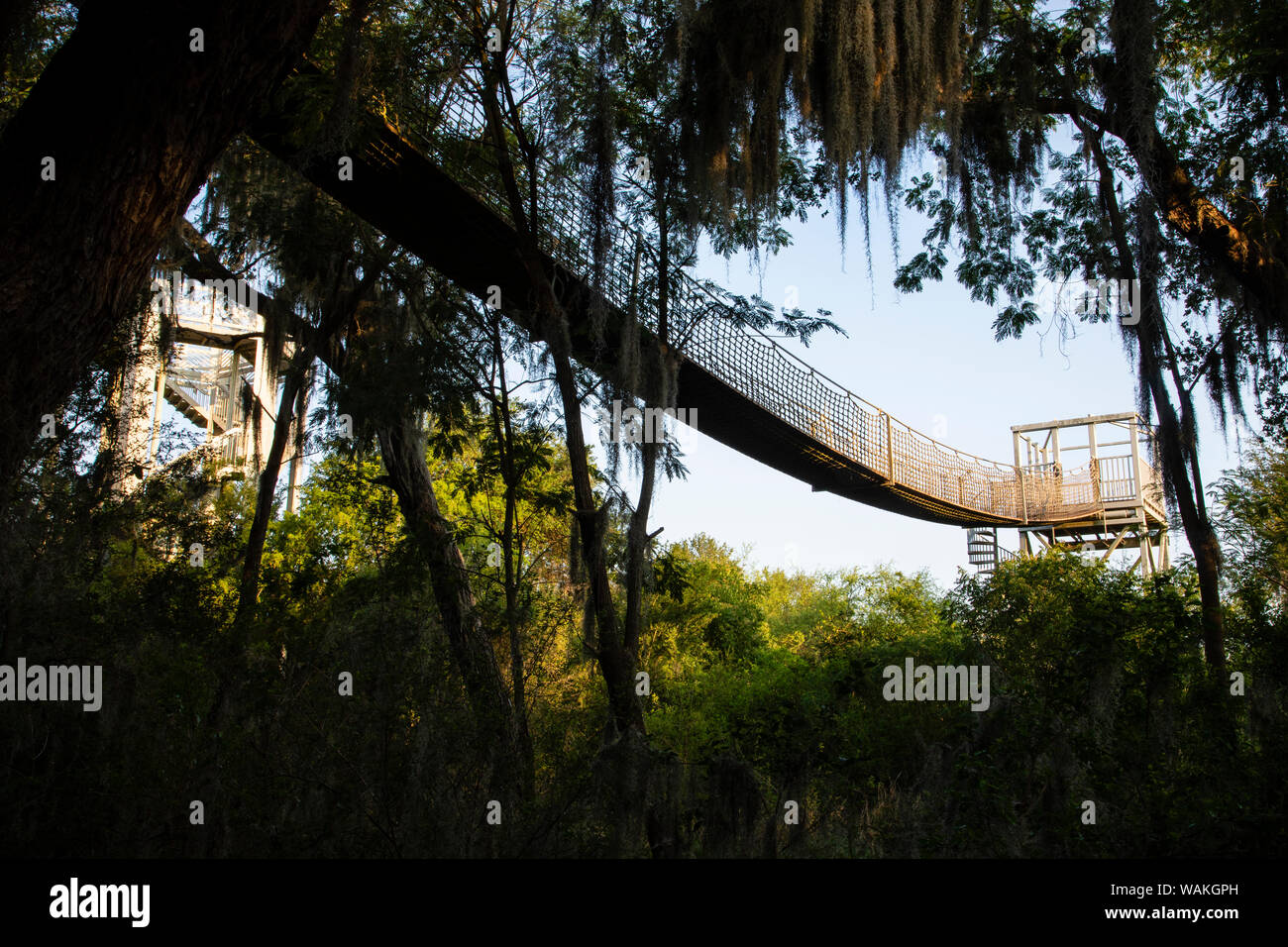Canopy walk is subtropical riparian forest. Stock Photo