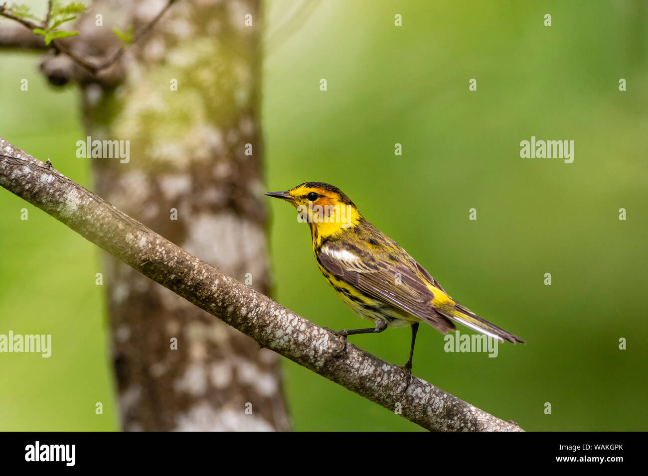 Cape May warbler (Dendroica tigrina) male foraging. Stock Photo