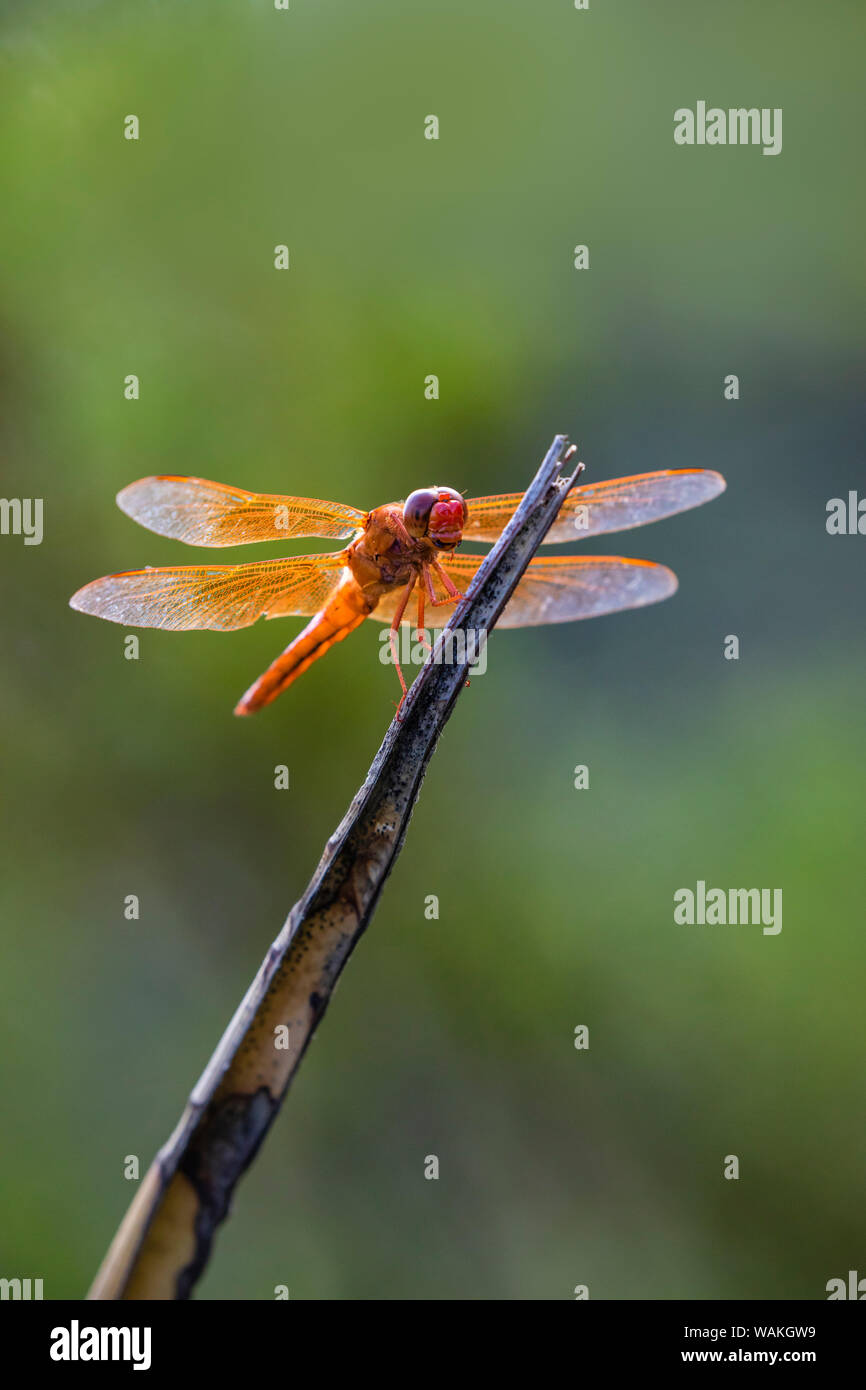 Flame skimmer (Libellula saturata) dragonfly on perch. Stock Photo