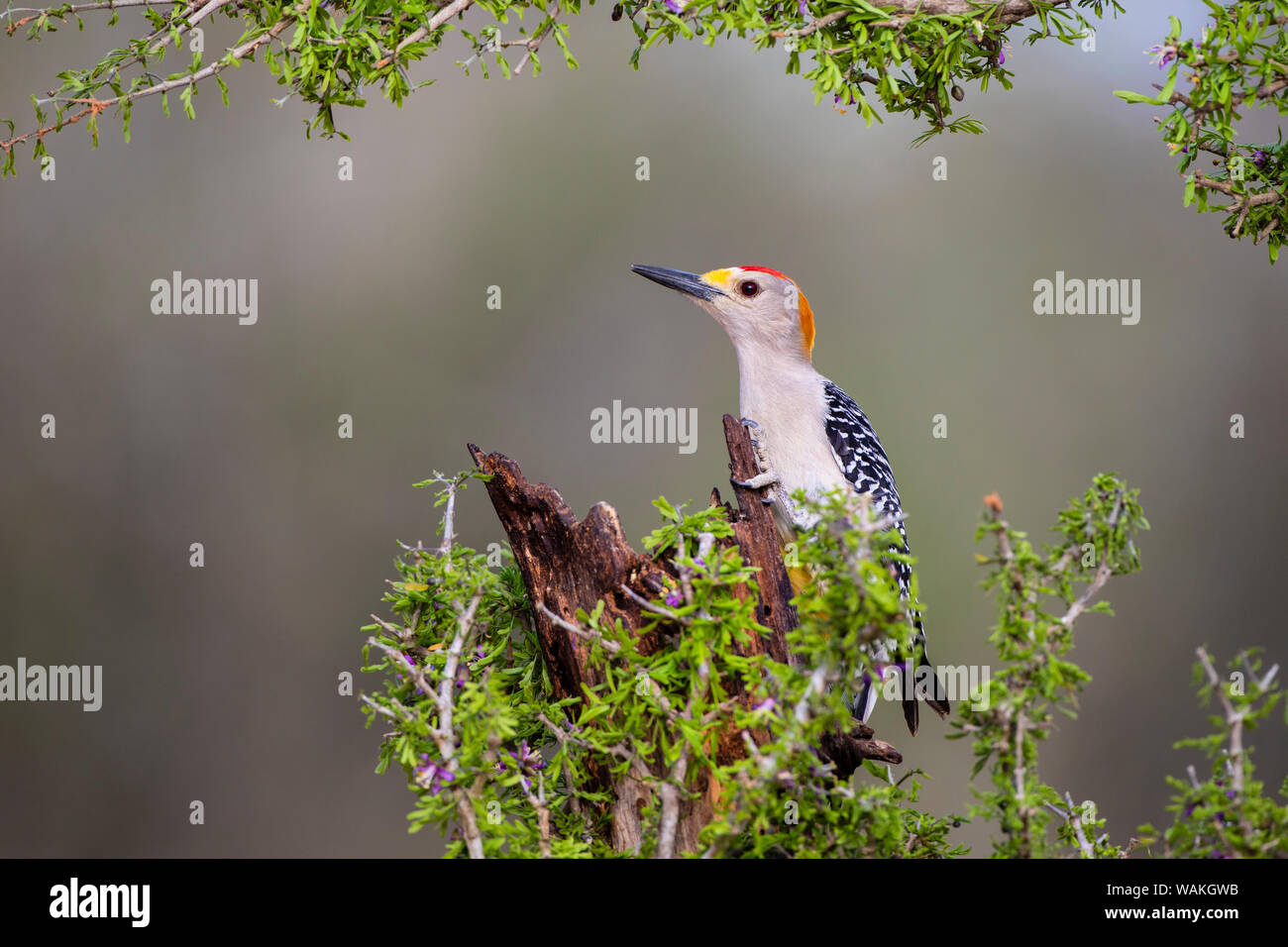 Golden-fronted woodpecker (Melanerpes aurifrons) foraging. Stock Photo