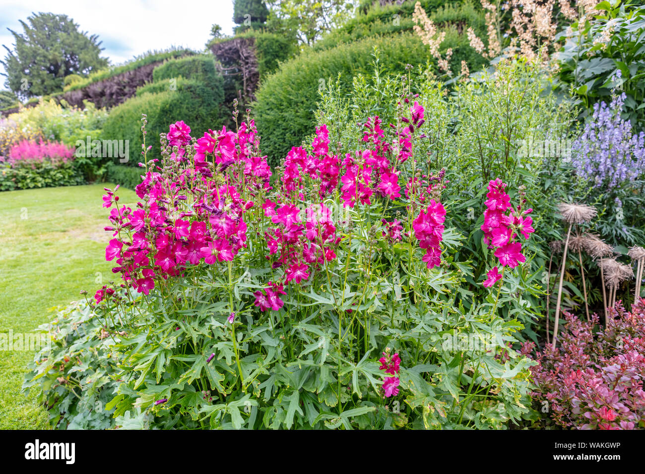 Upright flower spikes carrying rose-pink blooms of Sidalcea hybrida 'Party Girl' in a herbaceous border of an English garden. Stock Photo