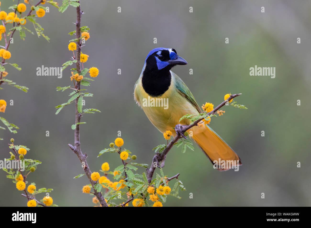 Green jay (Cyanocorax yncas) perched. Stock Photo