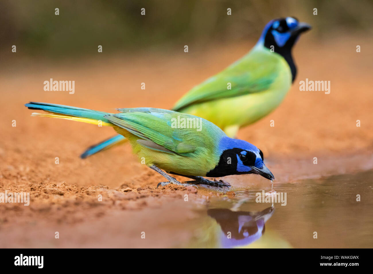 Green jay (Cyanocorax yncas) drinking. Stock Photo