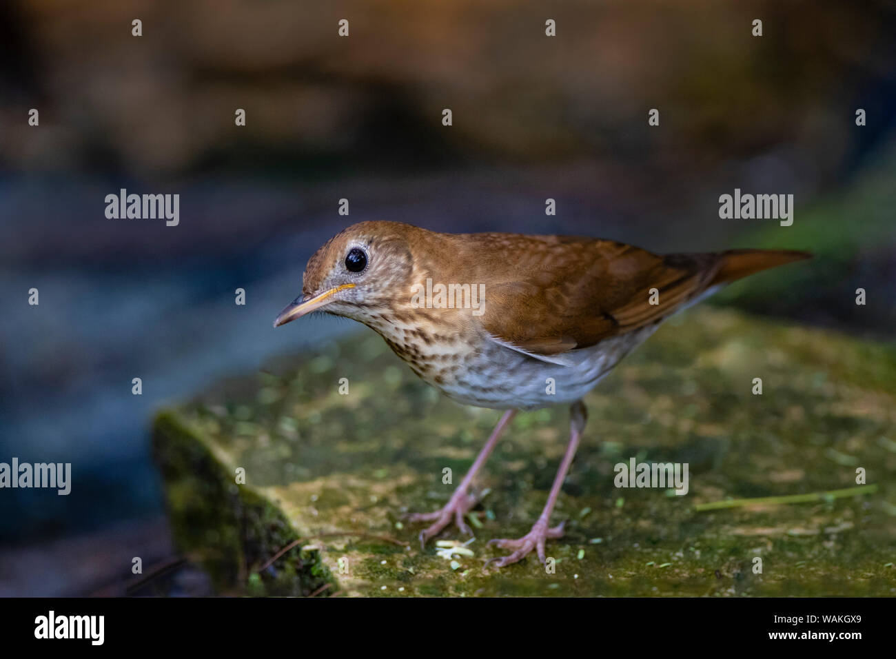 Hermit thrush (Catharus guttatus) foraging. Stock Photo