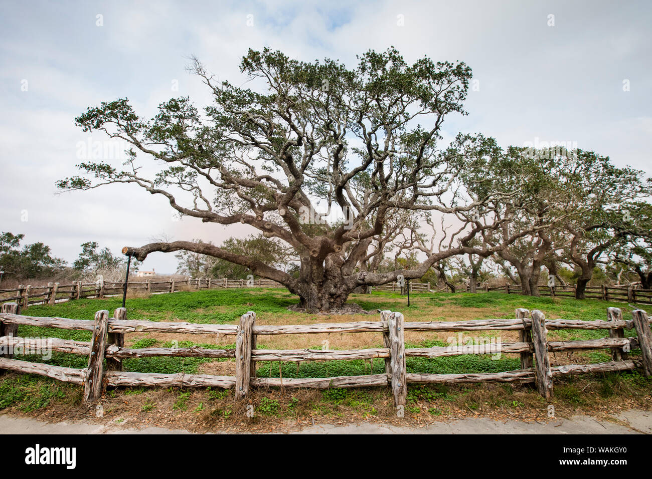 Live oak (Quercus virginiana) exhibit. Stock Photo