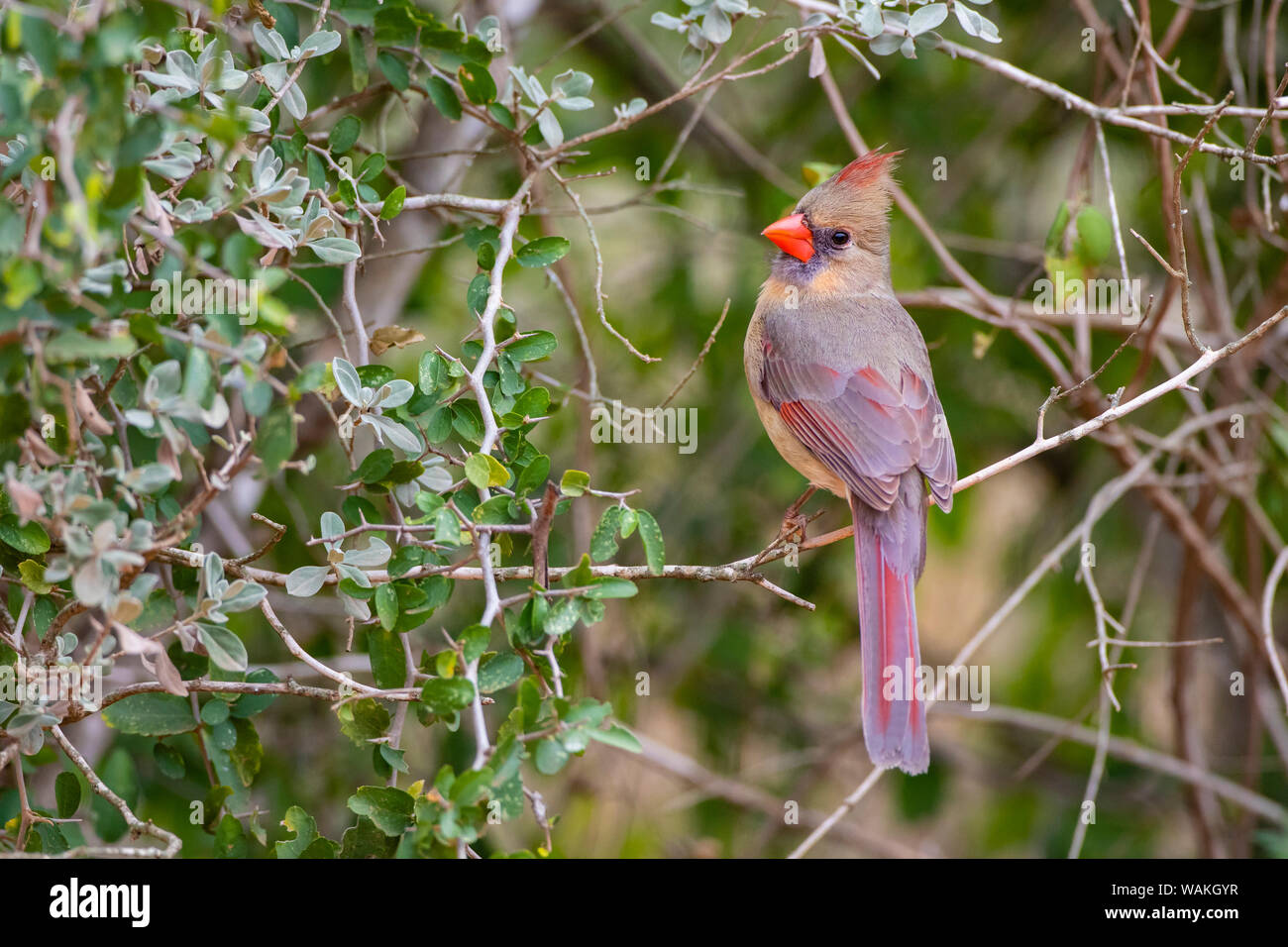 Northern cardinal (Cardinalis cardinalis) female perched. Stock Photo