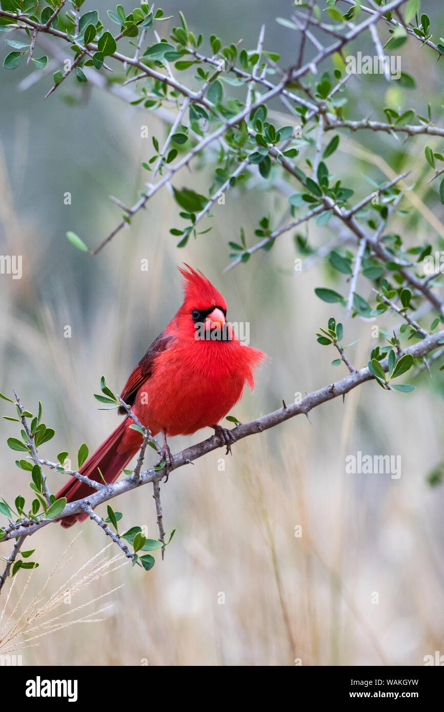 Northern cardinal (Cardinalis cardinalis) perched. Stock Photo