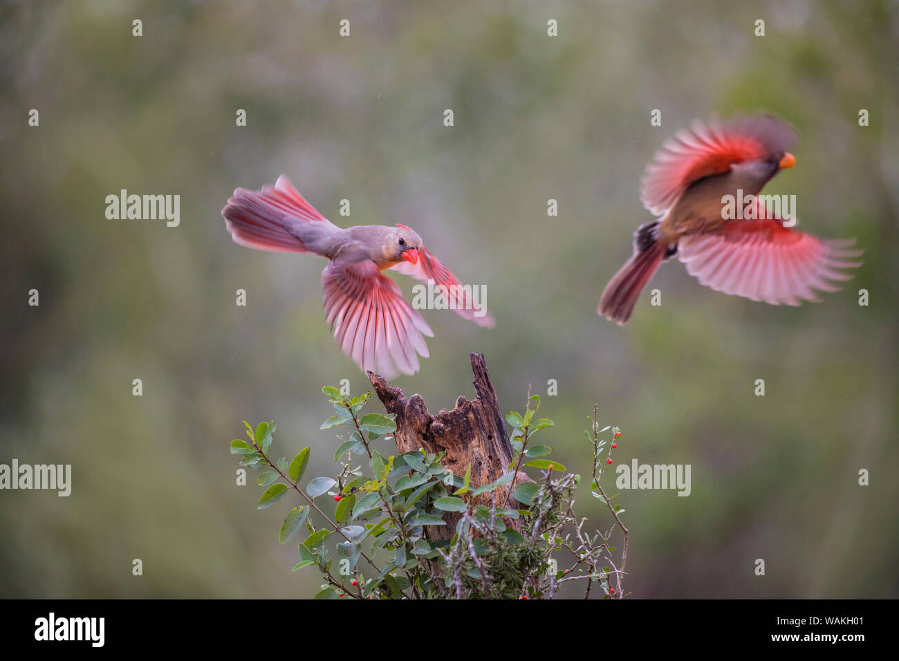 Northern cardinal (Cardinalis cardinalis) landing. Stock Photo