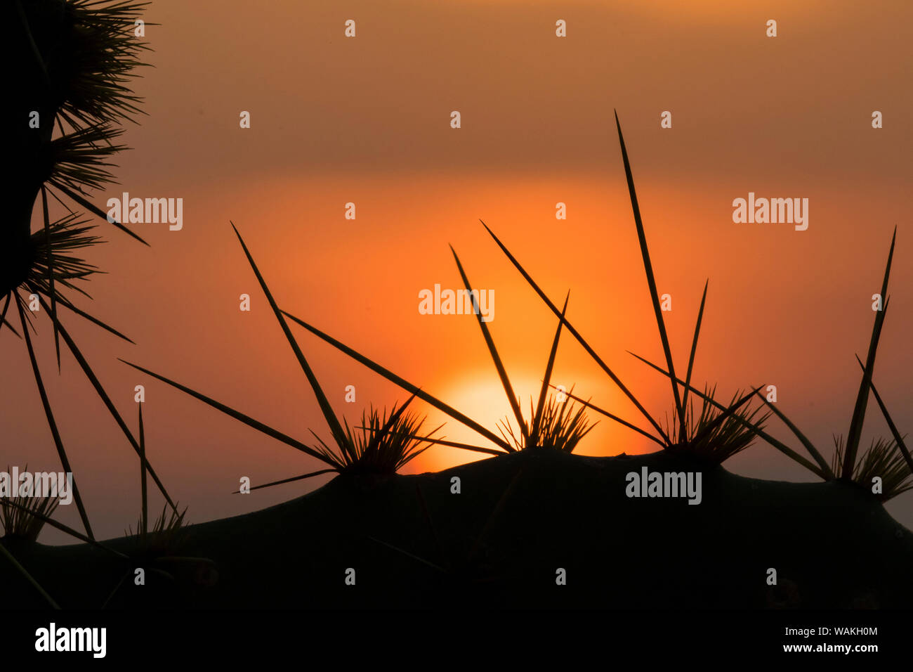 Texas prickly pear spines and sunset. Stock Photo