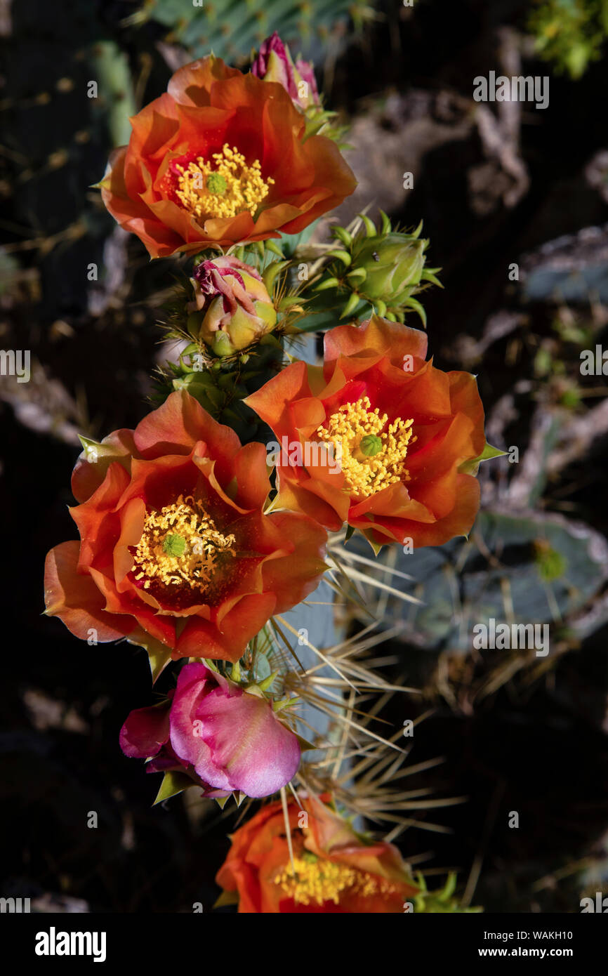 Prickly pear (Opuntia lindheimeri) cactus in bloom. Stock Photo