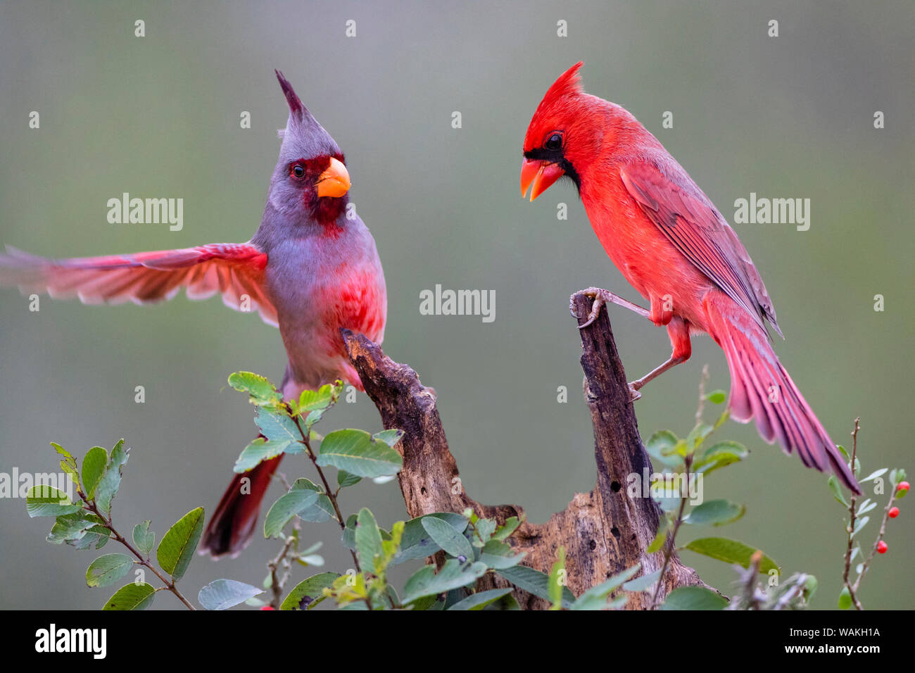 Pyrrhuloxia (Cardinalis sinuatus) and Northern cardinal (Cardinalis cardinalis) perched together. Stock Photo