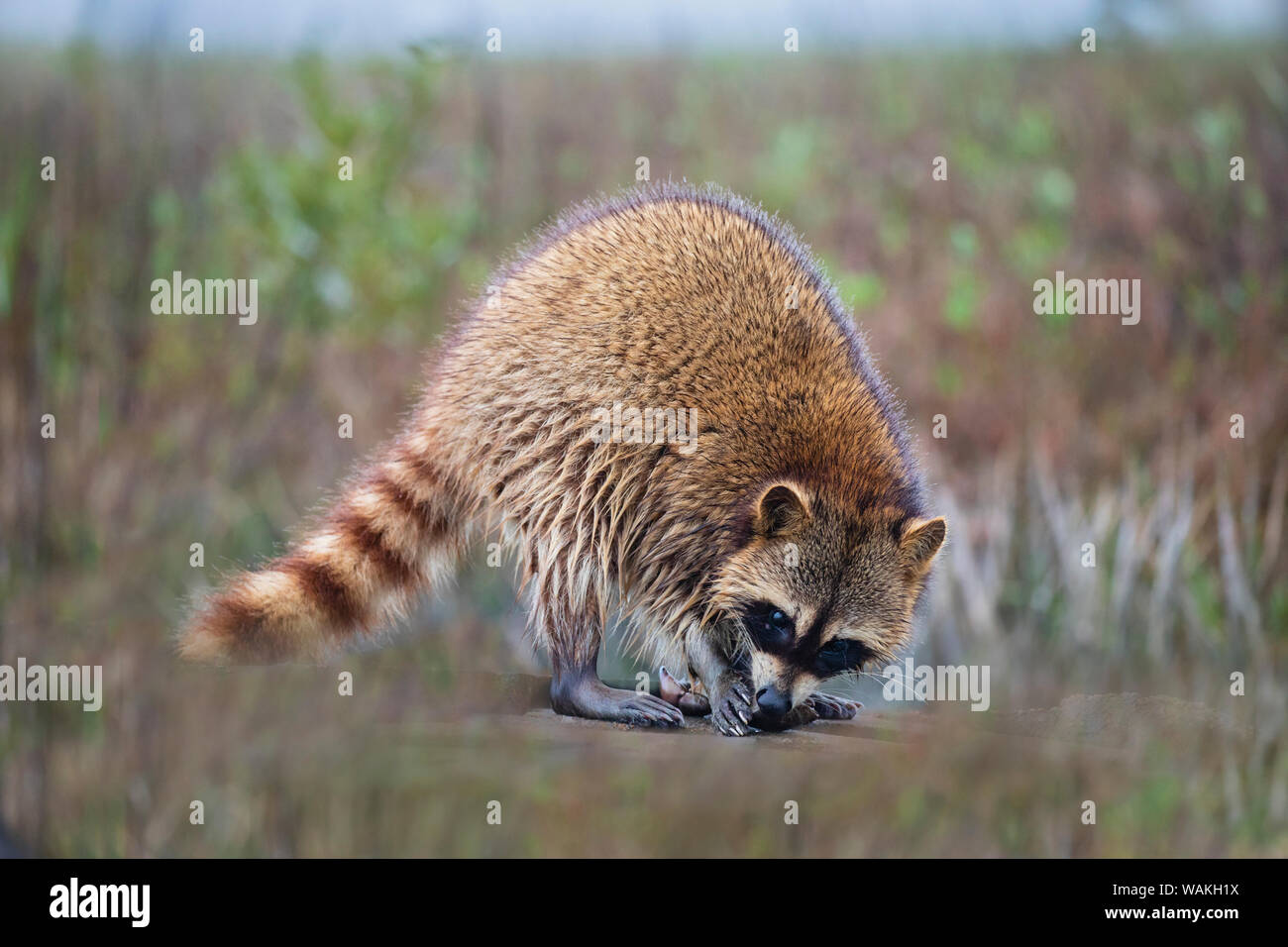 Raccoon (Procyon lotor) adult feeding. Stock Photo