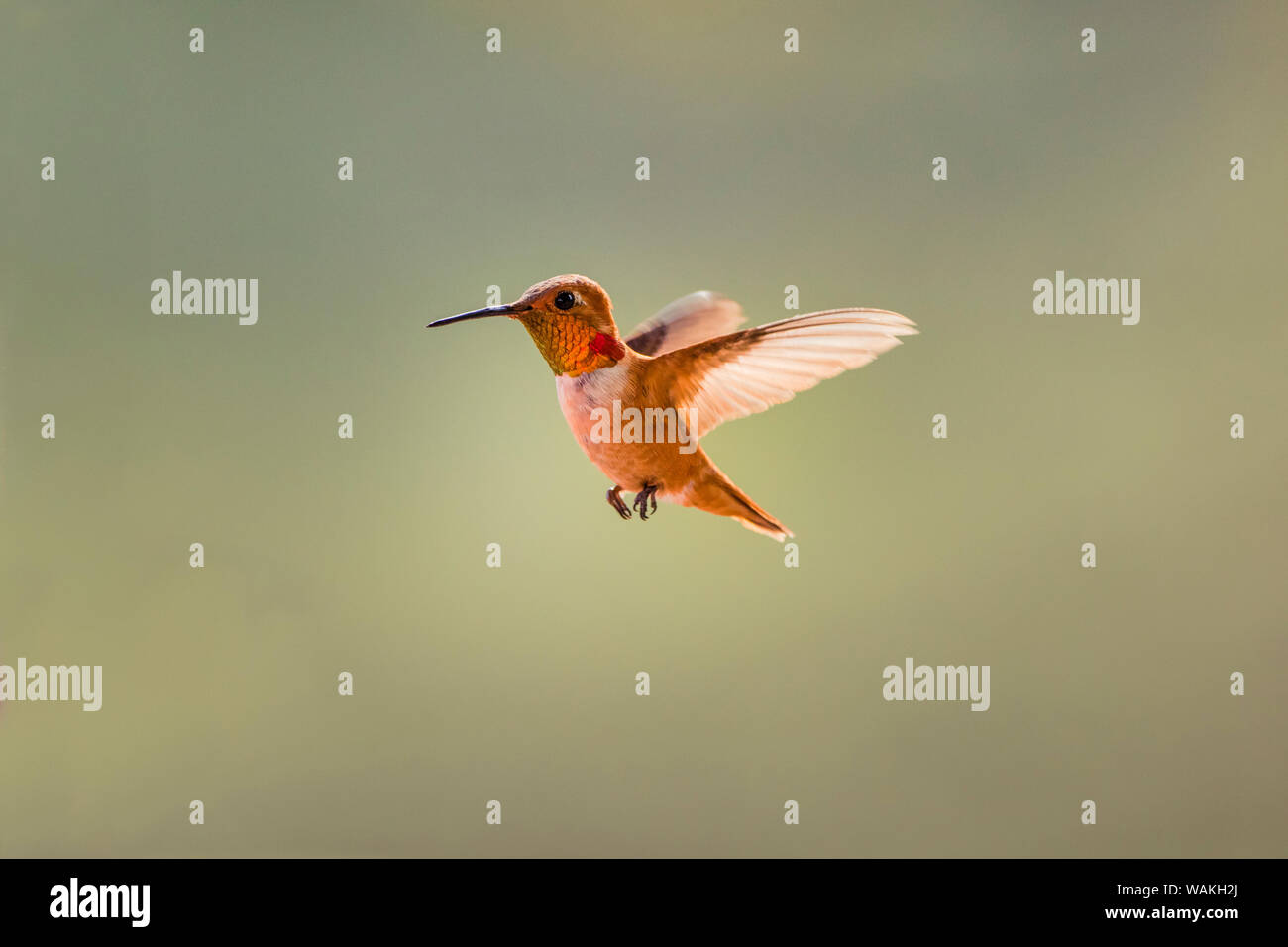 Rufous hummingbird (Selasphorus rufus). Stock Photo