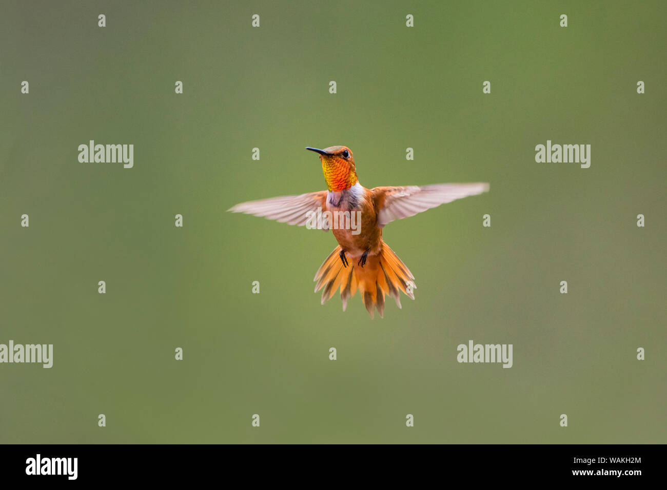 Rufous hummingbird (Selasphorus rufus). Stock Photo