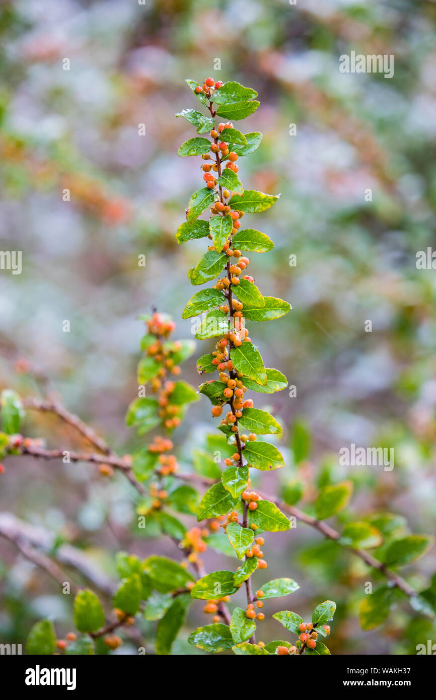 Brush-Holly (Xylosma flexuosa) with snow on leaves and fruits. Stock Photo
