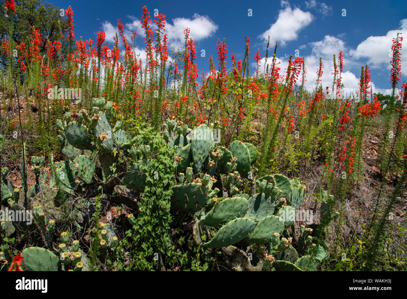 Standing cypress (Ipomopsis rubra) or Texas plume on roadside. Stock Photo