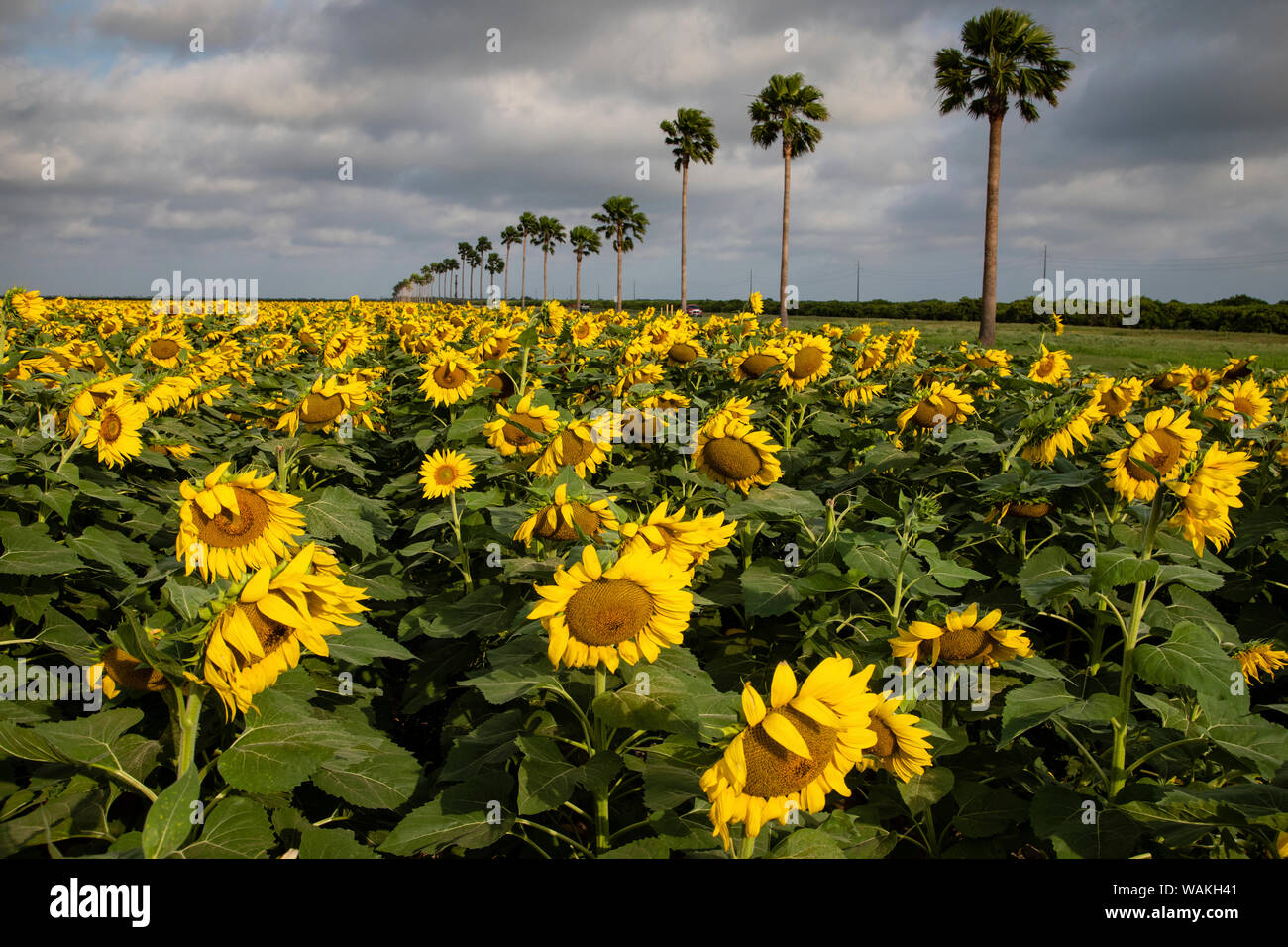 Sunflower (Helianthus annuus) cultivated as crop. Stock Photo