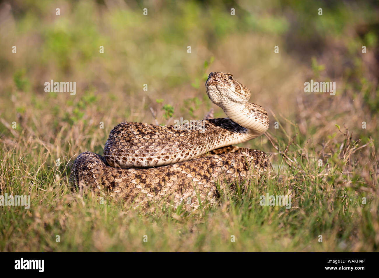 Western diamondback rattlesnake (Crotalus atrox) coiled. Stock Photo