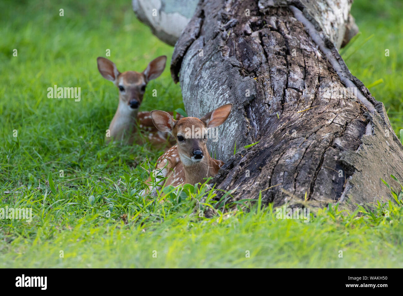 White-tailed deer (Odocoileus virginianus) fawns resting in cover. Stock Photo