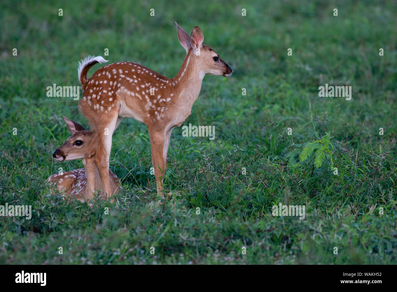 White-tailed deer (Odocoileus virginianus) fawns resting in cover. Stock Photo