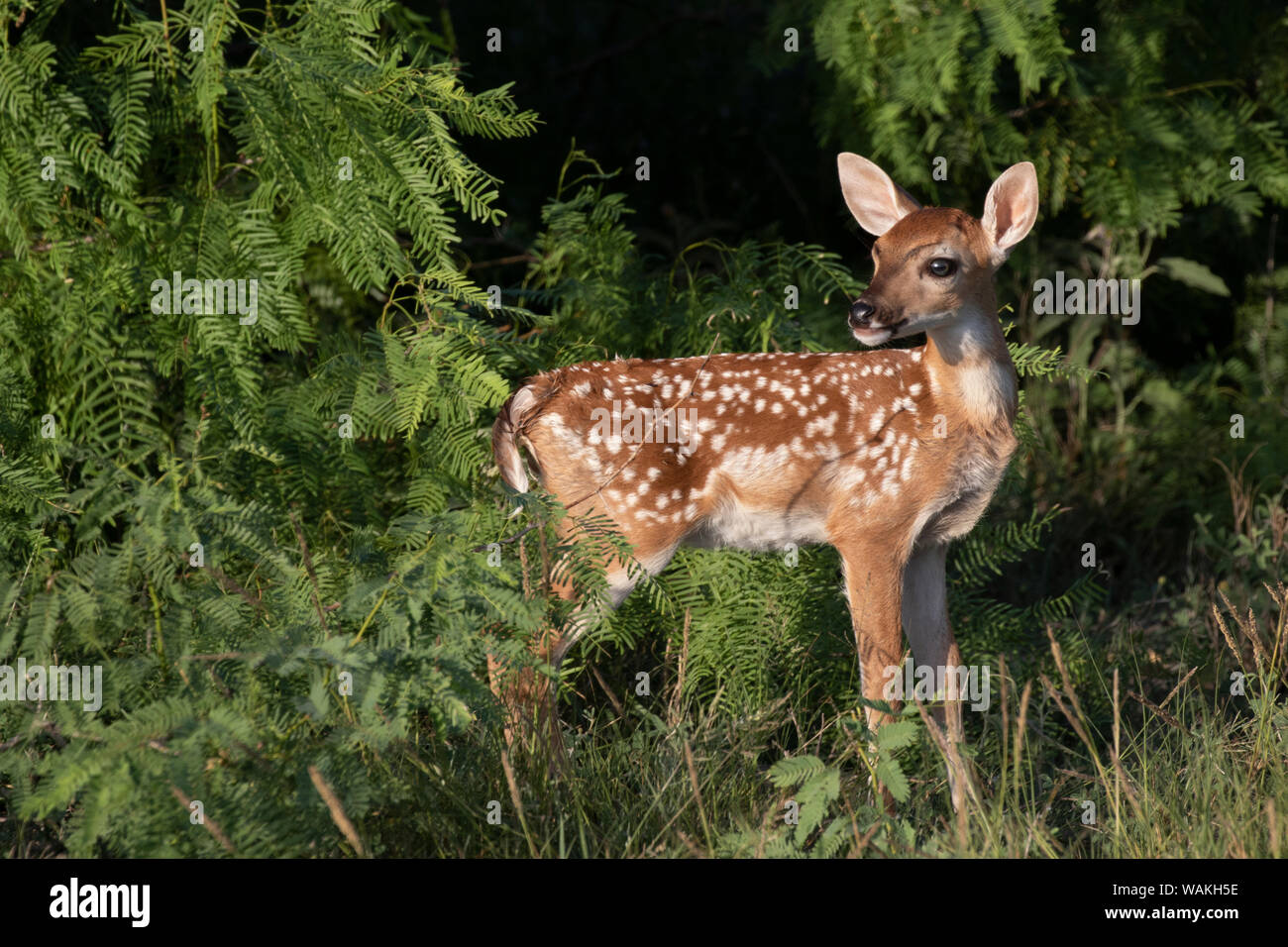 White-tailed deer (Odocoileus virginianus) fawns resting in cover. Stock Photo