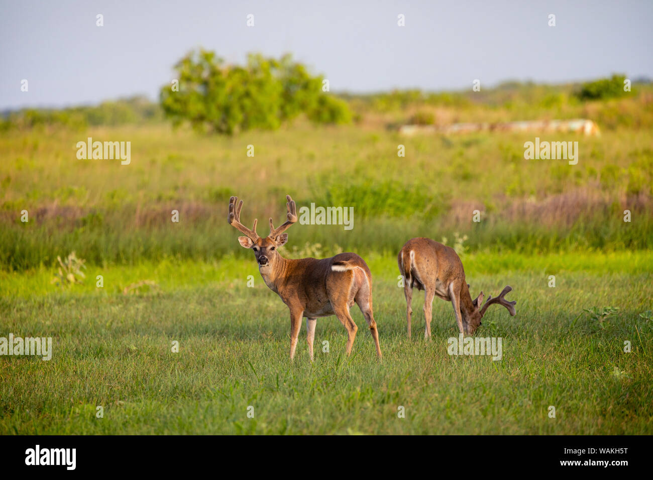 White-tailed deer (Odocoileus virginianus) buck with antlers in velvet. Stock Photo
