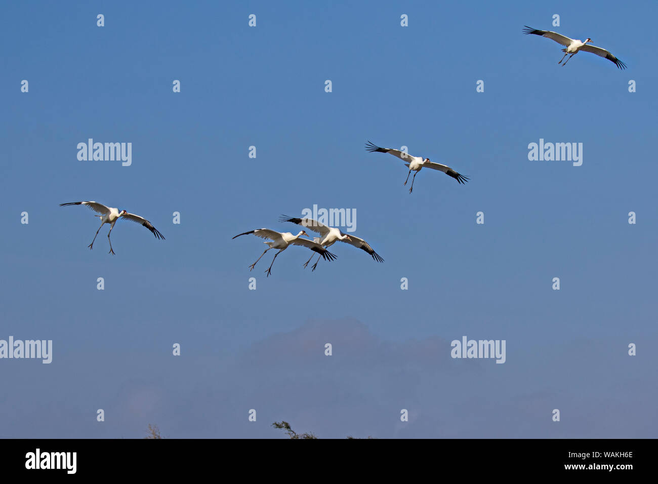 Whooping cranes (Grus americana) flock flying. Stock Photo