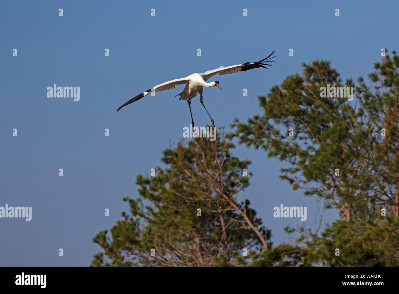 Whooping cranes (Grus americana) adult landing. Stock Photo