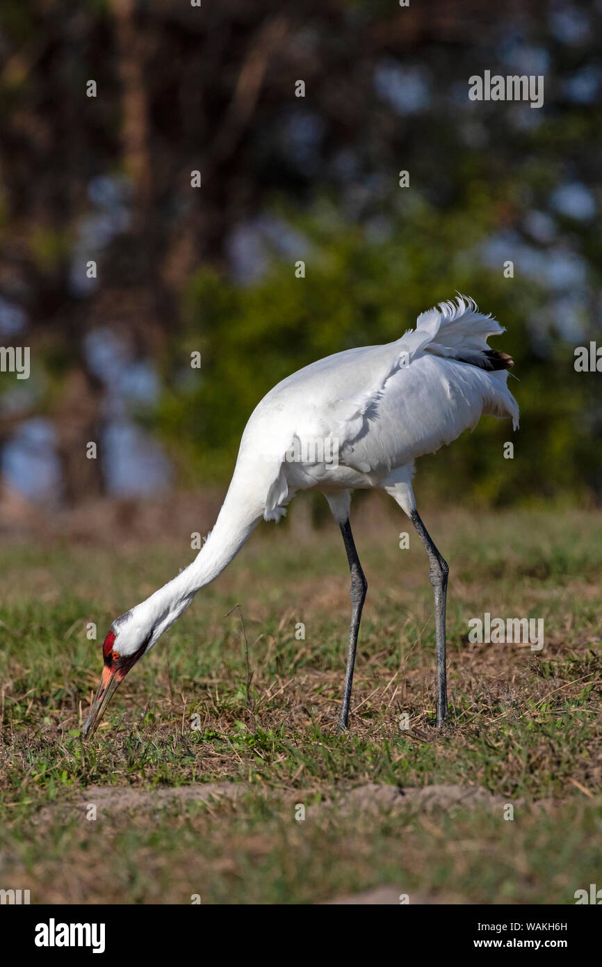 Whooping cranes (Grus americana) adult feeding. Stock Photo