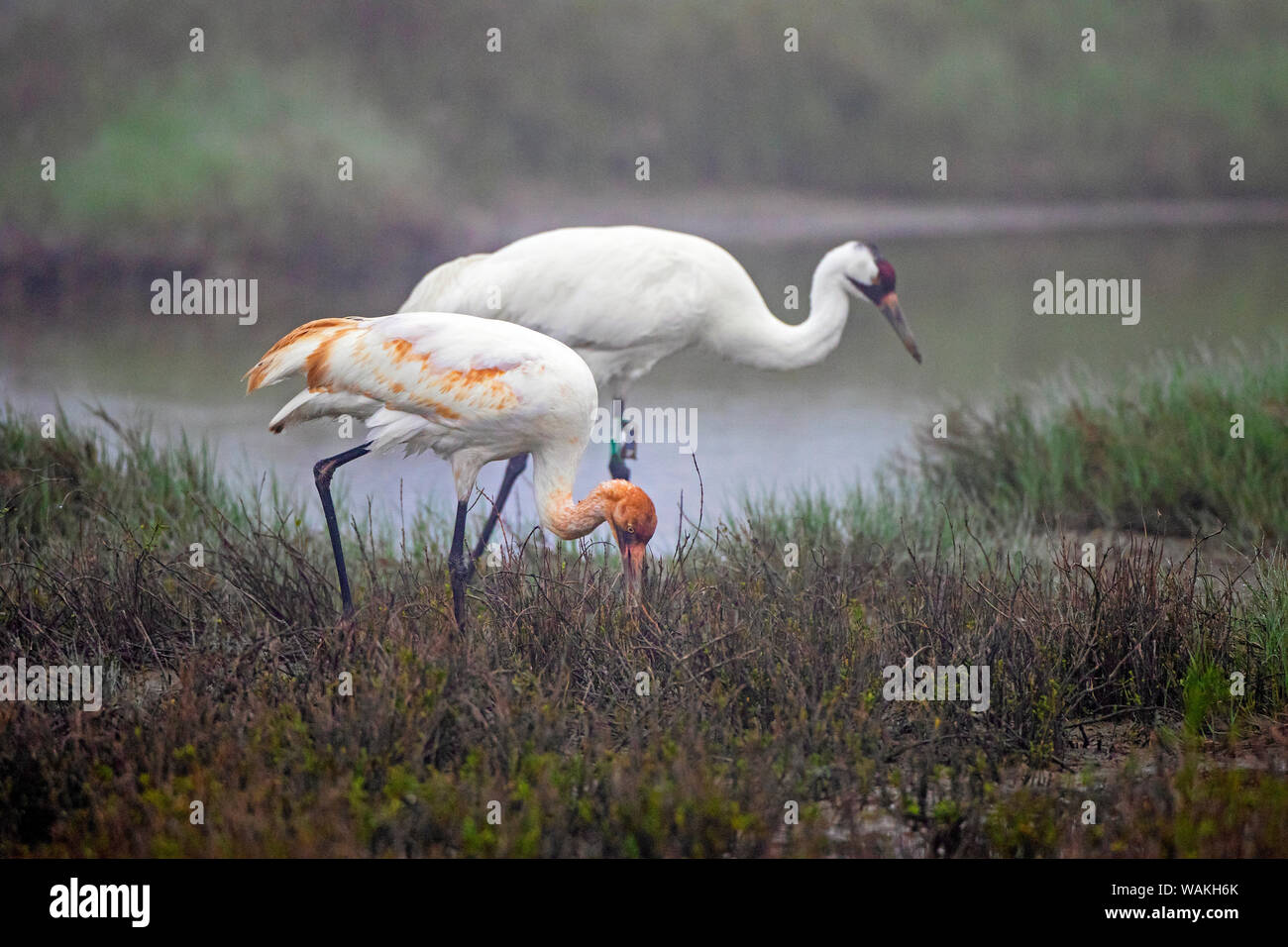 Whooping cranes (Grus americana) adult and young feeding. Stock Photo