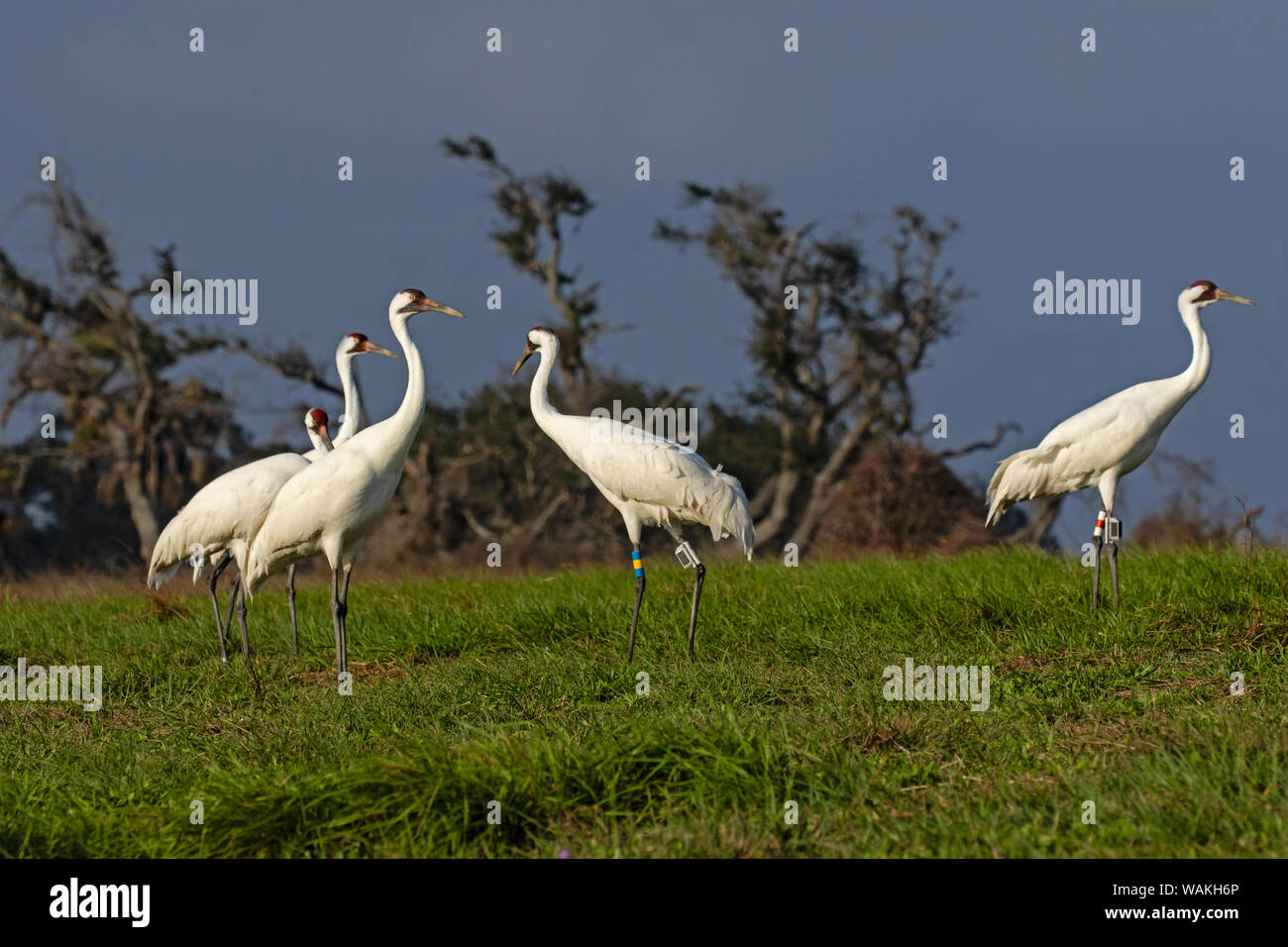 Whooping cranes (Grus americana) adults feeing inland. Stock Photo