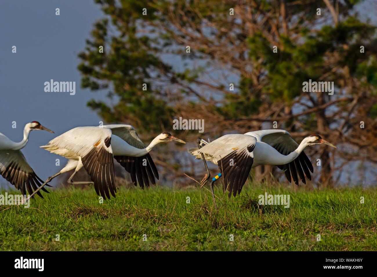 Whooping cranes (Grus americana) adult group at takeoff. Stock Photo