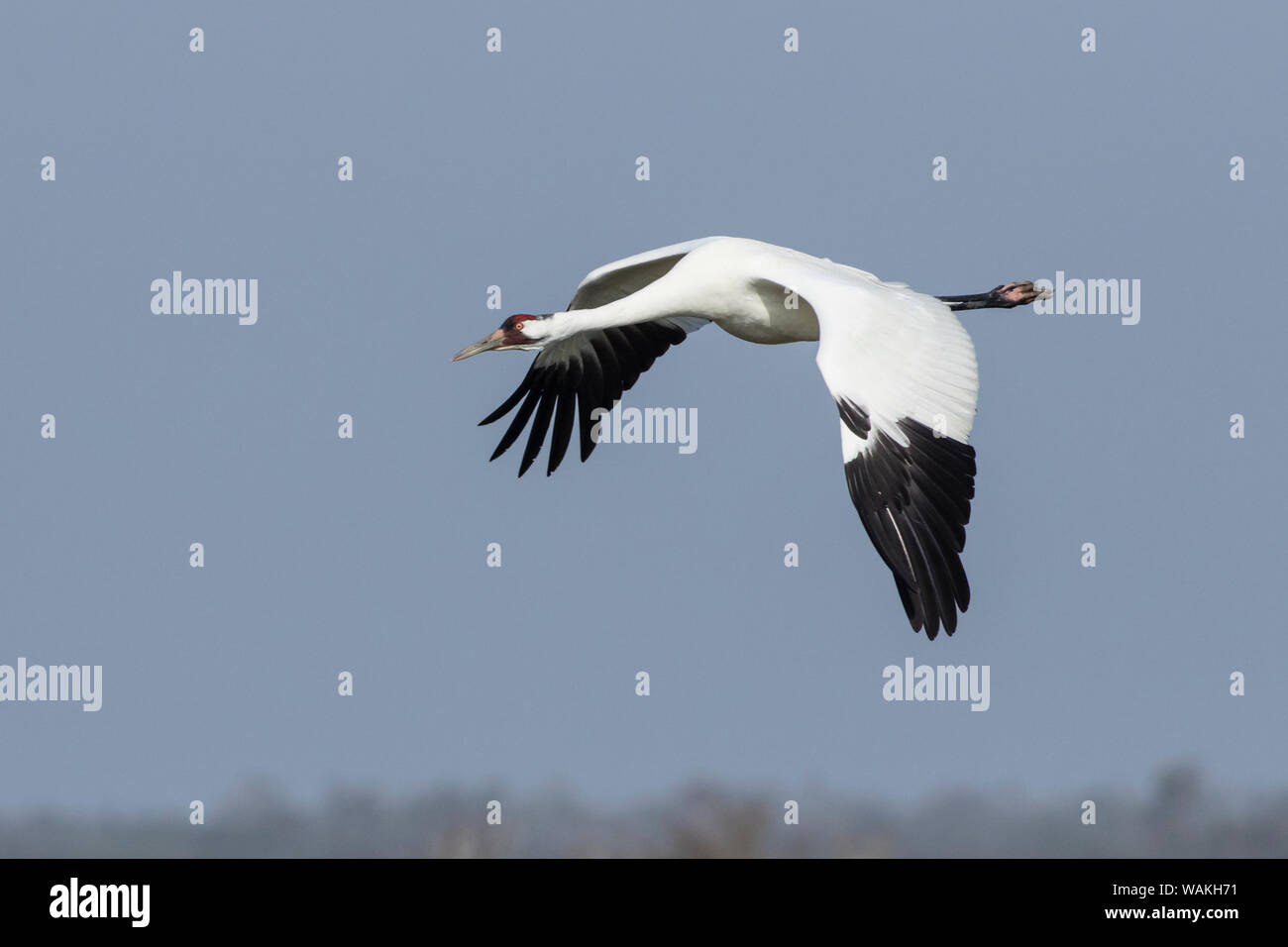 Whooping cranes (Grus americana) adult flying. Stock Photo