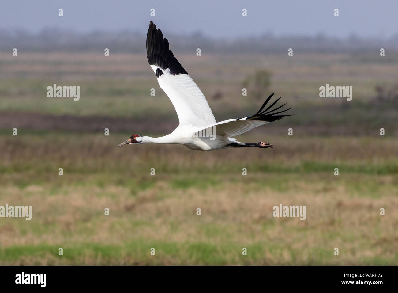 Whooping cranes (Grus americana) adult flying. Stock Photo