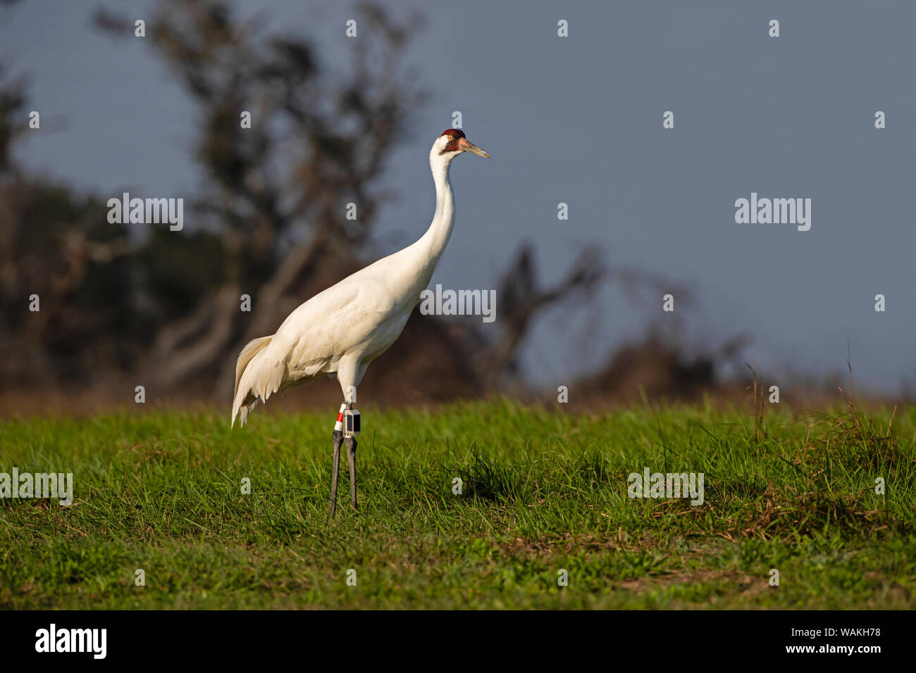 Whooping cranes (Grus americana) adult foraging. Stock Photo