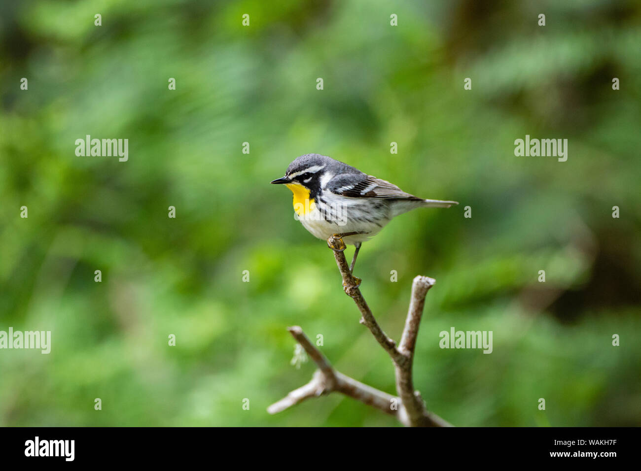Yellow-throated warbler (Dendroica dominica) perched. Stock Photo