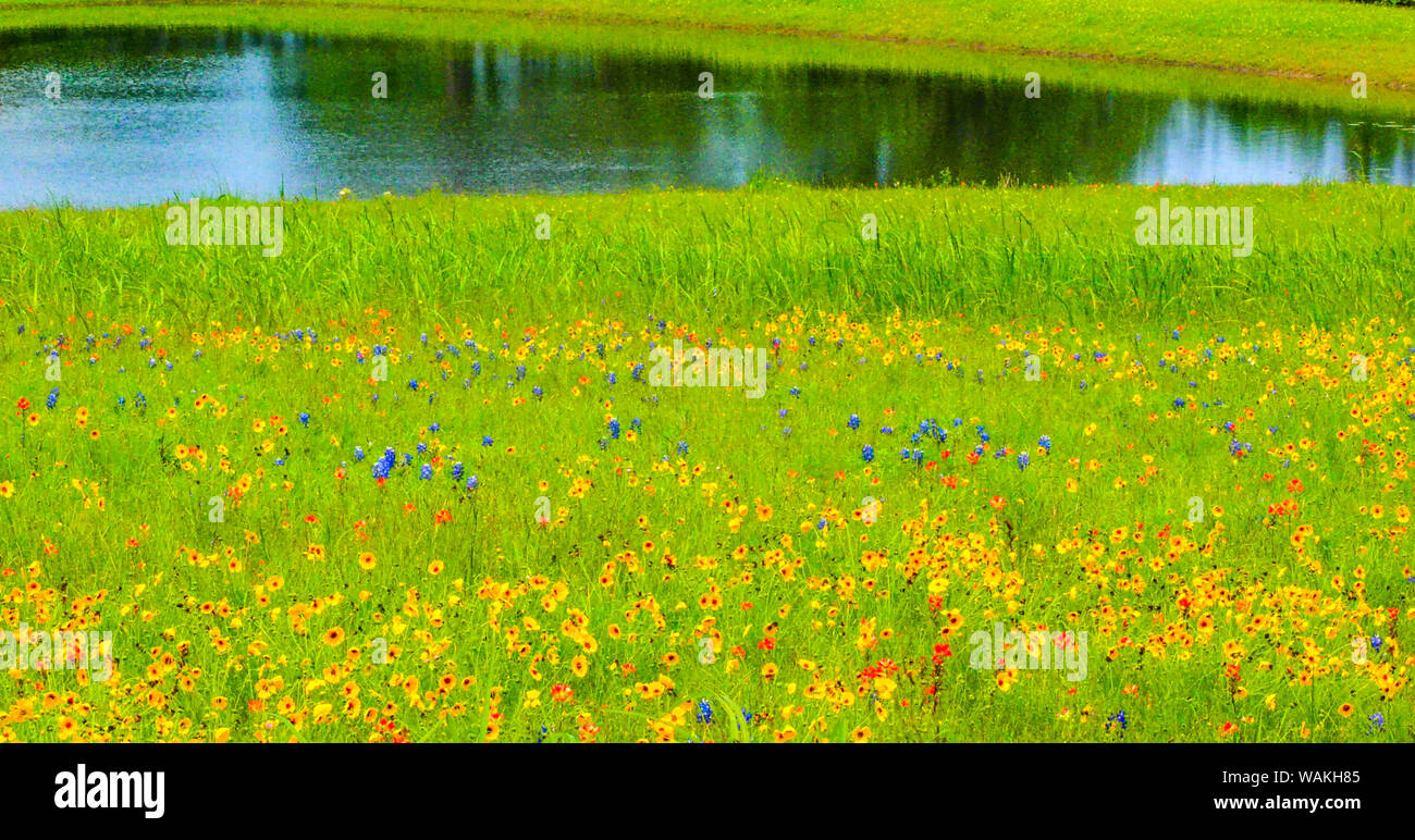 Field of wildflowers and pond during Spring near Independence and Highway 390 Stock Photo