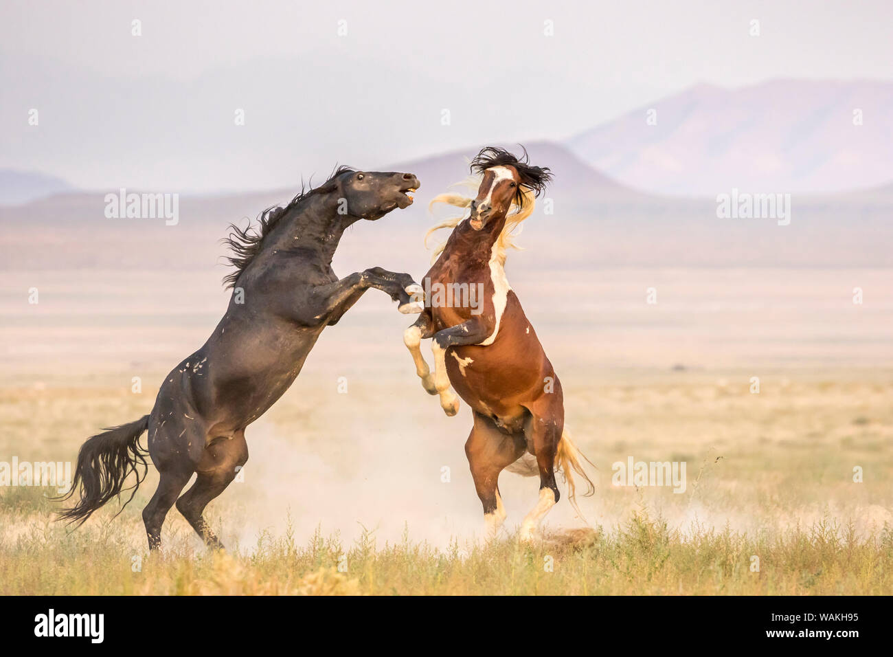USA, Utah, Tooele County. Wild stallions fighting. Credit as: Cathy and Gordon Illg / Jaynes Gallery / DanitaDelimont.com Stock Photo