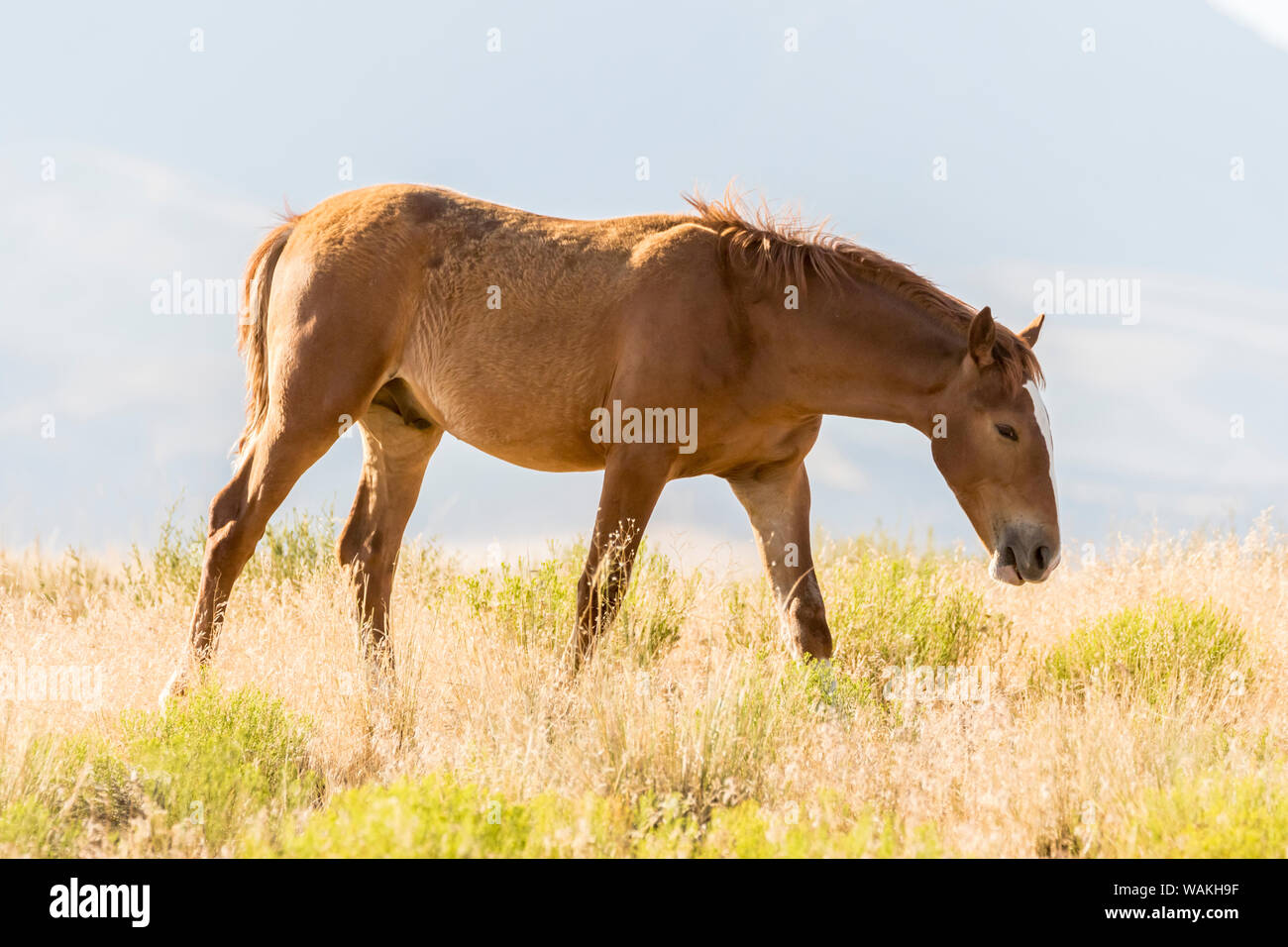 USA, Utah, Tooele County. Wild horse colt close-up. Credit as: Cathy and Gordon Illg / Jaynes Gallery / DanitaDelimont.com Stock Photo