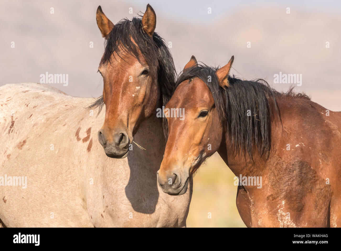 USA, Utah, Tooele County. Wild horses close-up. Credit as: Cathy and Gordon Illg / Jaynes Gallery / DanitaDelimont.com Stock Photo