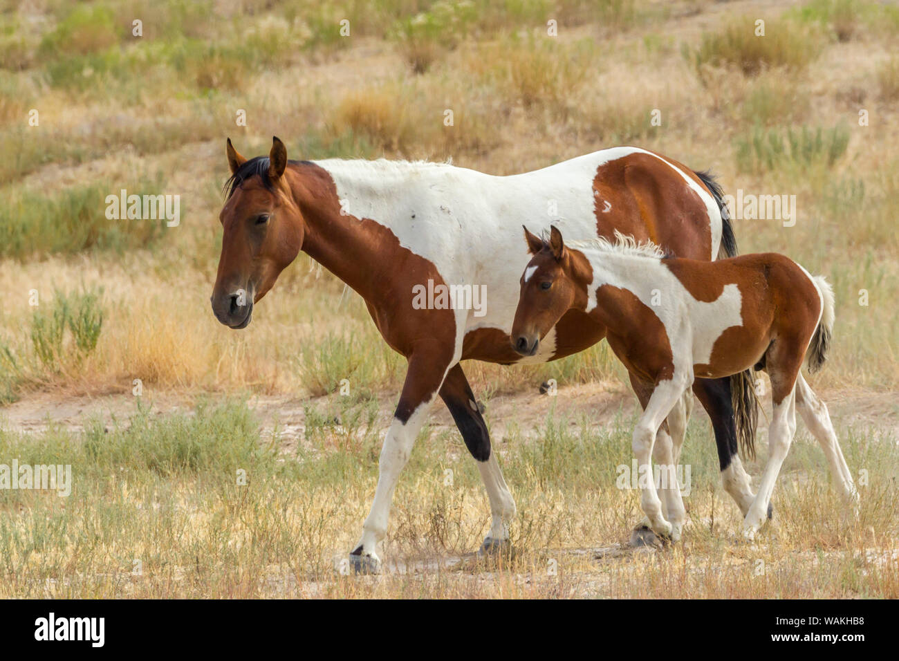 USA, Utah, Tooele County. Wild mare horse and colt. Credit as: Cathy and Gordon Illg / Jaynes Gallery / DanitaDelimont.com Stock Photo