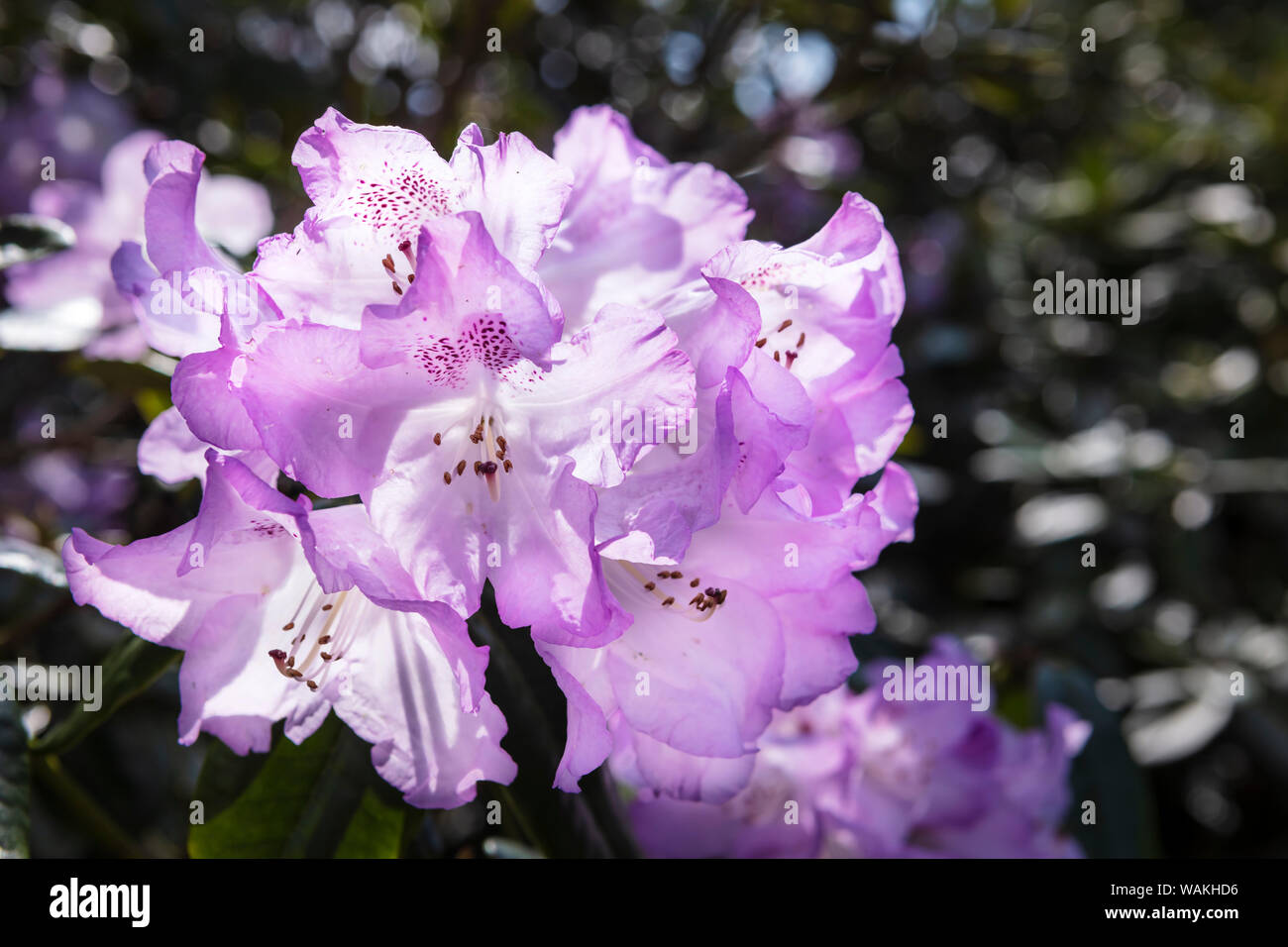 Cluster of pink magenta rhododendron flowers in full bloom close-up. Stock Photo