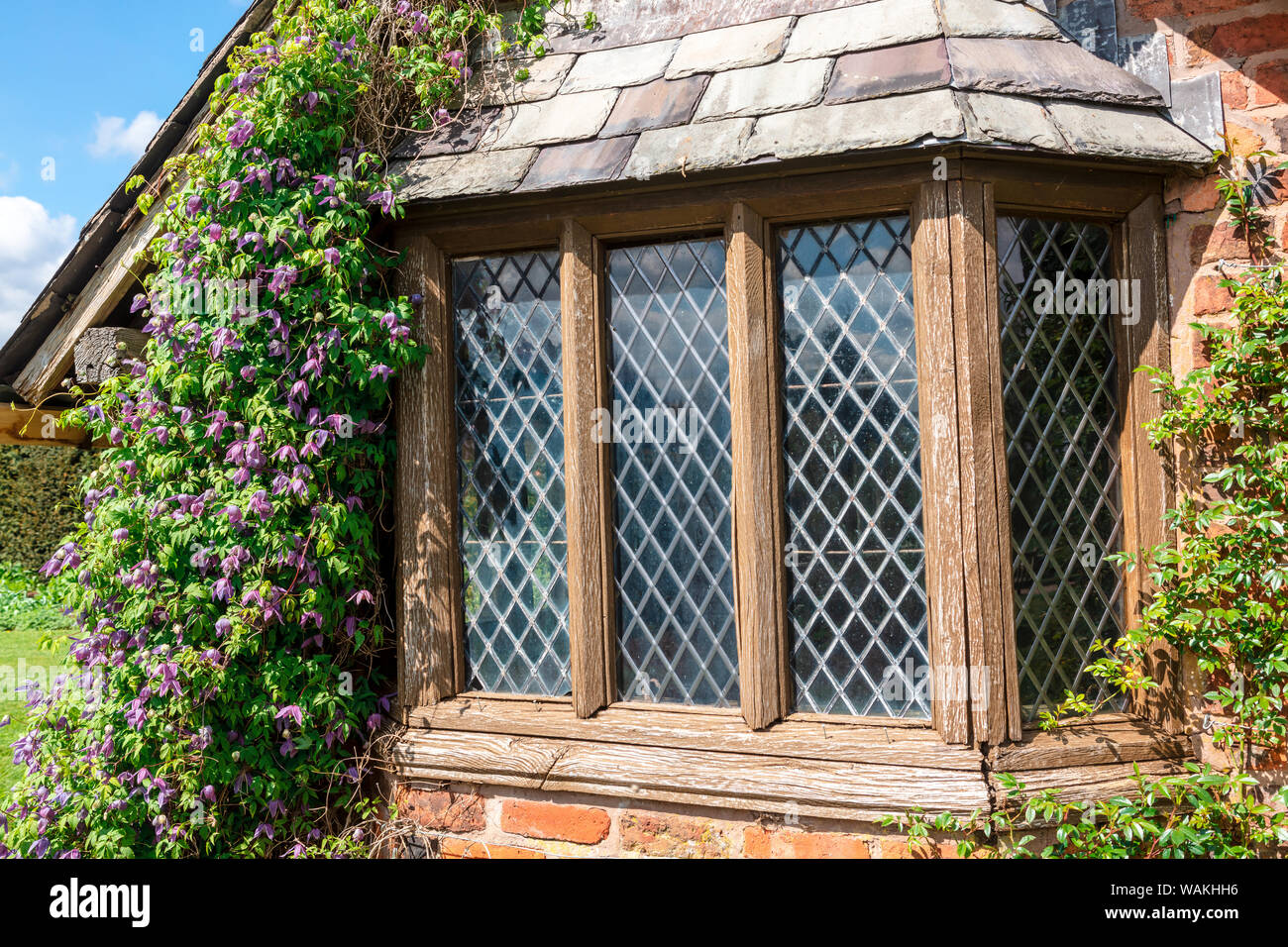 Old leaded window with wooden windowframe and clematis by the side. Stock Photo