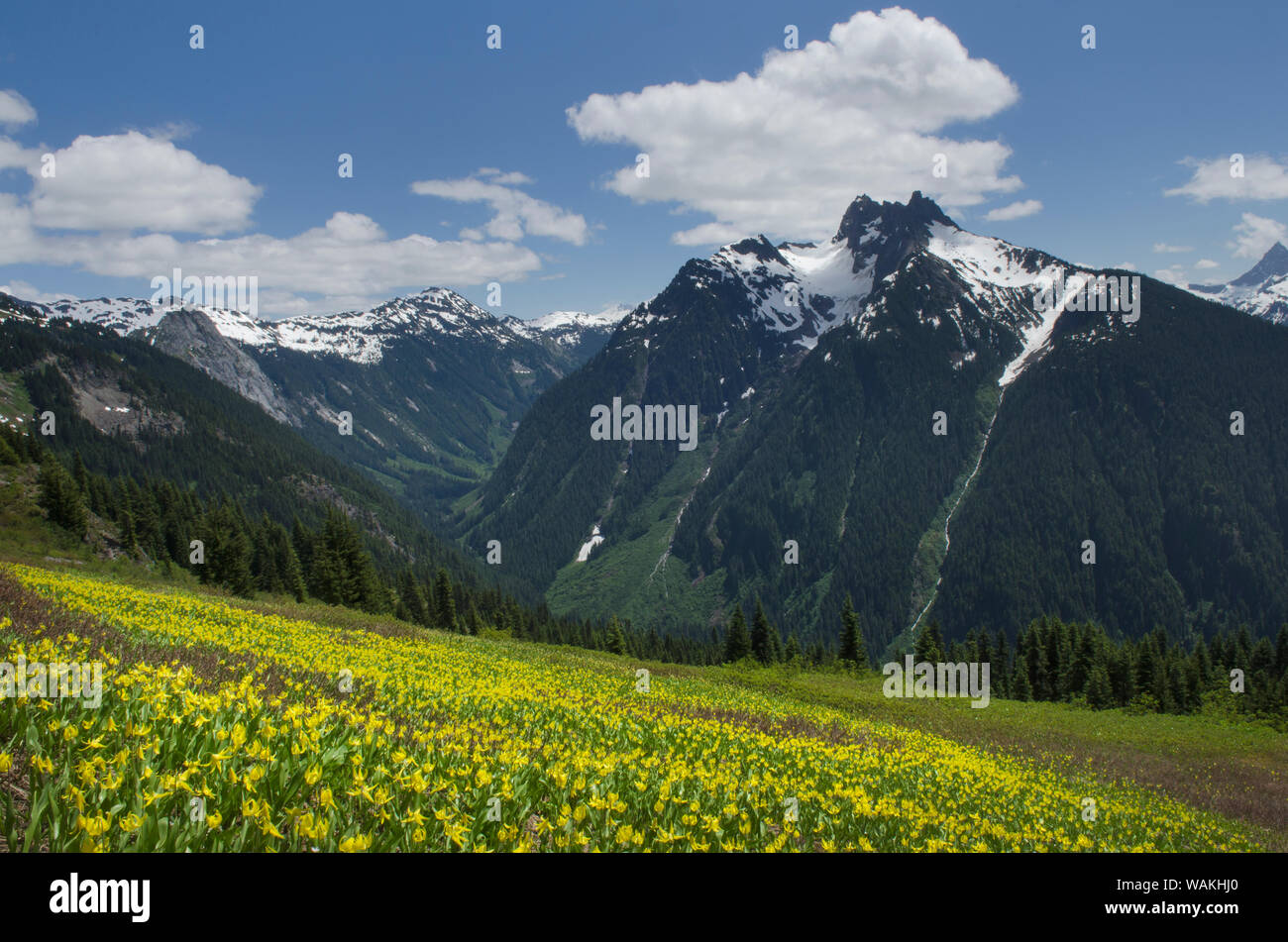 Mount Sefrit and Ruth Creek Valley, North Cascades, Washington State. Yellow Avalanche Lilies (Erythronium grandiflorum) are in the foreground. Stock Photo