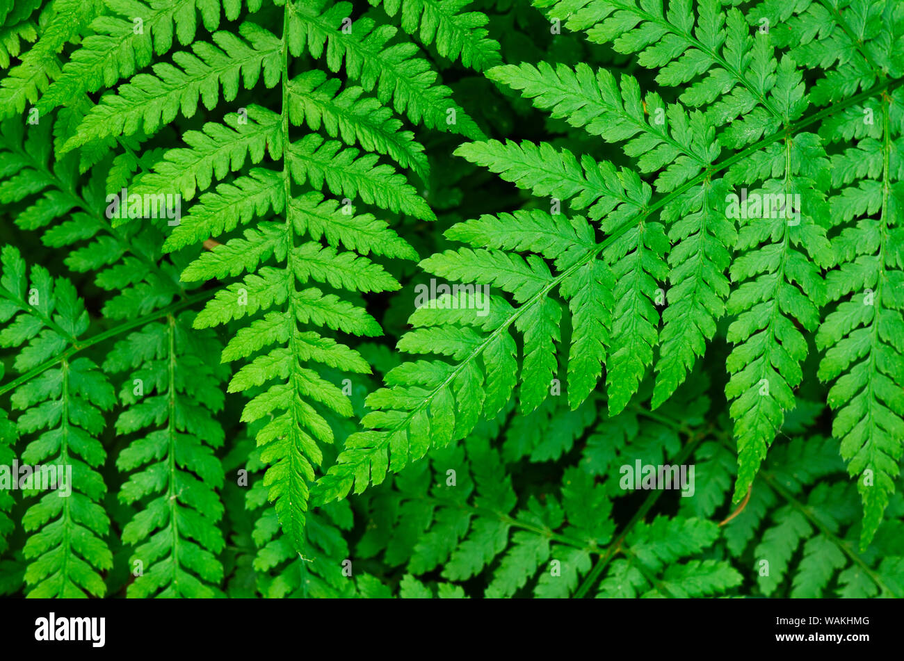 Lady-fern (Athyrium filix-femina) Stock Photo