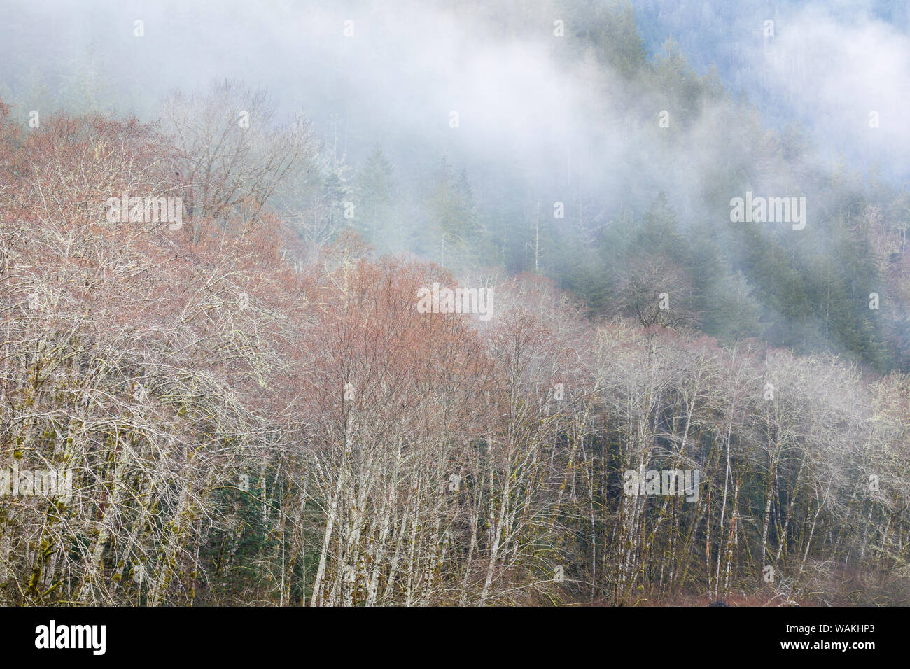 USA, Washington State, Olympic National Forest. Fog and forest in winter. Credit as: Don Paulson / Jaynes Gallery / DanitaDelimont.com Stock Photo