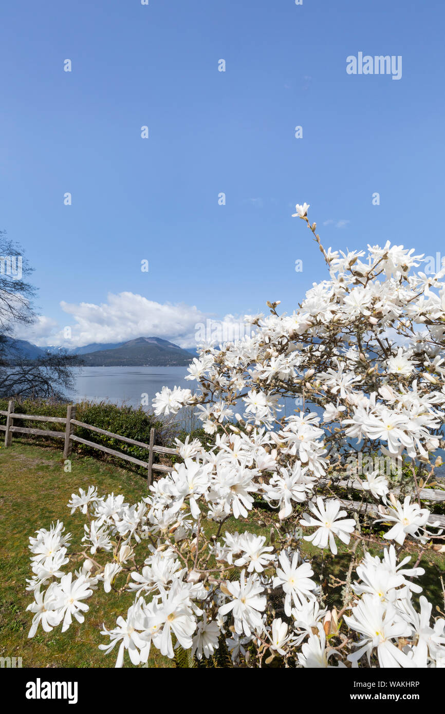 USA, Washington State, Scenic Beach State Park. Magnolia tree flowers and Hood Canal. Credit as: Don Paulson / Jaynes Gallery / DanitaDelimont.com Stock Photo