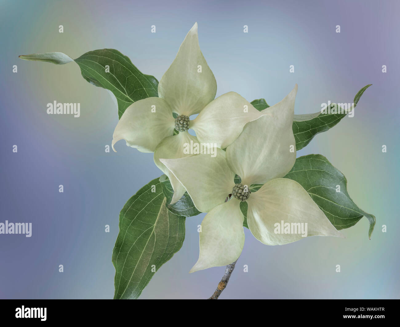 USA, Washington State, Seabeck. Japanese dogwood blossoms close-up. Credit as: Don Paulson / Jaynes Gallery / DanitaDelimont.com Stock Photo