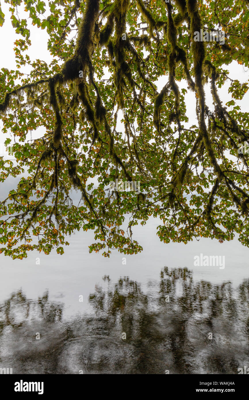 USA, Washington State, Olympic National Park. Bigleaf maple tree overhanging Lake Crescent. Credit as: Don Paulson / Jaynes Gallery / DanitaDelimont.com Stock Photo
