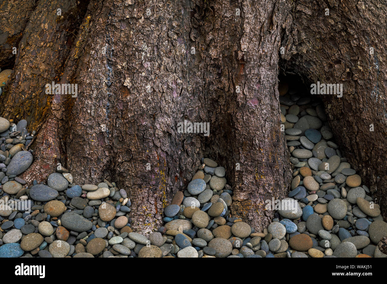 USA, Washington State, Olympic National Park. Sitka spruce and beach rocks close-up. Credit as: Don Paulson / Jaynes Gallery / DanitaDelimont.com Stock Photo